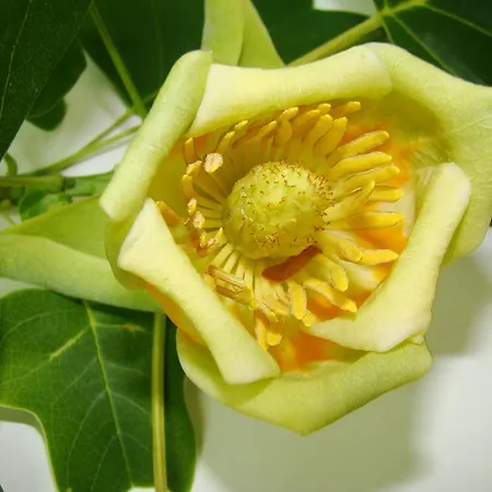 Kernel Bihan